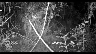 A fox was captured by CEYOMUR CY65 Trail Camera
