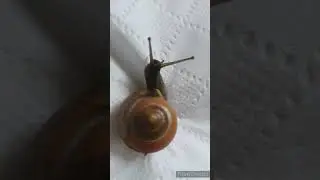 OMG Scary creature😱😳 #shorts #viralshort #ytshorts #worldwide #shinewithshort #insects