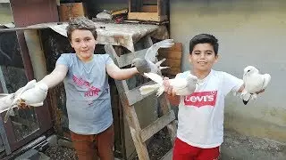 İbrahim ve H&uuml;seyinin Kuşlarına Bayılacaksınız. Kaynarca G&uuml;vercin
