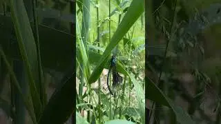 Dragonfly dries itself after it got wet from the rain #asmr #nature #asmrnature #insects #wildlife
