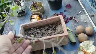 Shifted one of my Jade plant into a square pot.