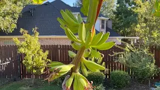 51 Bananas! Growing Bananas In North Texas!