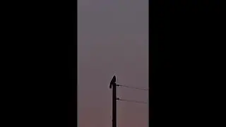 Birds Chripping