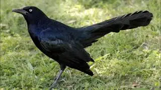 Common Grackle - Sound, Call, Song, Voice, and Other Noises Made by the Bird