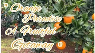 Эти свежесобранные апельсины невероятно вкусные и очень сладкие! #ЛюбовьКАпельсинам #СвежиеСДерева