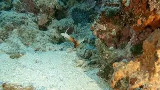MarineBio Expedition: Fire dartfishes (Nemateleotris magnifica)