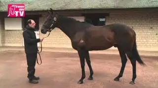 MASKED MARVEL, étalon au Haras d'Etreham - RDE 2015