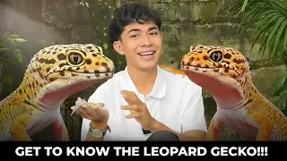 GET TO KNOW THE LEOPARD GECKO: THE MOST UNDERRATED REPTILE