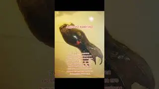 Самые странные животные