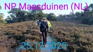 Wanderung Nationalpark Maasdünen (Maasduinen), Niederlande