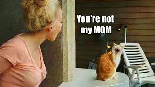 When you live with an Attitude Cat 🤣 Funniest Cat Reactions!