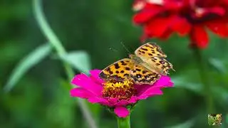 Relaxing Music Classical, Dramatic, and Beautiful of Nature.