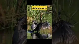 African darter (Anhinga rufa) #life #birds #beautiful #darter
