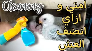 متى وكيف ❗️انظف عشوش  العصافير مواعيد تنظيف العش تحت الفروخ🤔