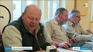 Bois précieux, des bois de luxe