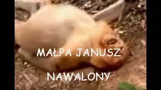 Janusz/Małpa Polak NAWALONY