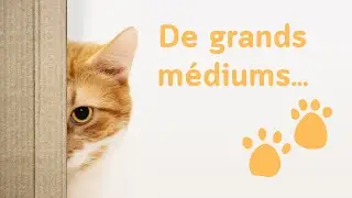 Les chats #medium #spiritualit&eacute; #chat #energy #communicationanimale