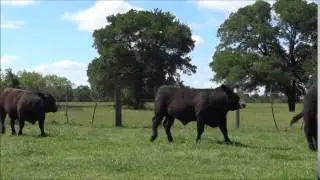 SimAngus Bulls