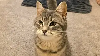 Tiny tabby girl explores our entire home for the first time