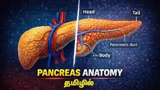 Pancreas anatomy in tamil (detailed explanation) | MED TAMIL
