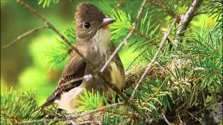 Olive-sided Flycatcher Song