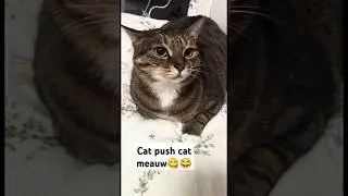 Cat push cat meauw #funny #cat #catvideos #funny #cuteanimal
