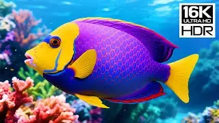 16K HDR | Secrets Beneath the Ocean Blue: Discover Sharks, Rays & Hidden Coral Worlds