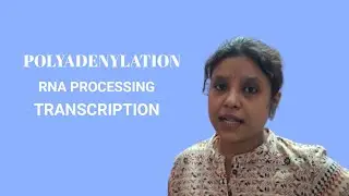 POLYADENYLATION//RNA PROCESSING