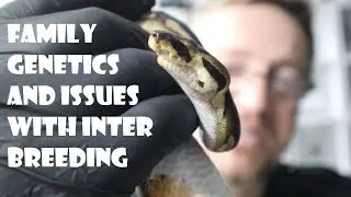 Family Ball Python Genetics - issues that can arise from line breeding