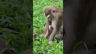 Mama Monkey's Love Story: Caring for Newborn Lynx and Her Growing Family #11 #monkeysr #newbornbaby