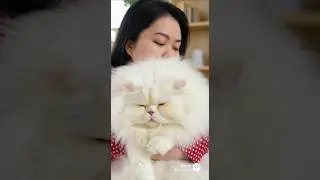 This New Cat Breed Will Blow Your Mind #cat #cute #animal