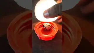 🐣Home made incubator#youtube #experiment #diy #chickenfarm #hatching #incubator #eggincubator