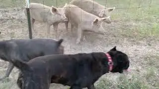 The Goatherd’s Cane Corso