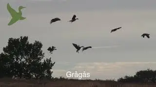Gr&aring;g&aring;s