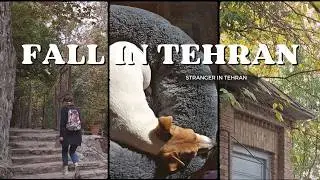 Fall in Tehran Vlog: hiking, dog sitting, exploring Tehran, art museum