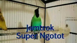 Хохлатый Нгетрок Супер Настойчивый
