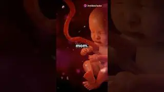 How fetus survive without breathing and food.#fetus #embryology #womb #placenta #pregnancy