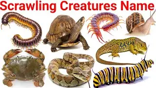 Scrawling Creatures name learning 🤑🤑||kids education video for kids preprimary school learning kids 