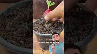 Como plantar morango em casa! #shorts #fyp #viral