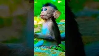 Very hungry little baby monkey kiki | #monkey #cute #babymonkeybobby