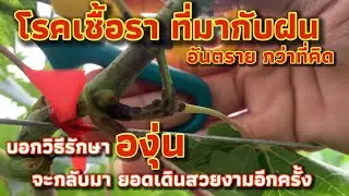 วิธีป้องกัน,รักษา,แต่งกิ่ง องุ่นเป็นโรคเชื้อรา หน้าฝน อันตรายกว่าที่คิด #4k