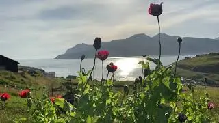 Faroese summer in Leynar