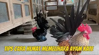 TIPS CARA HEMAT MEMELIHARA AYAM KATE
