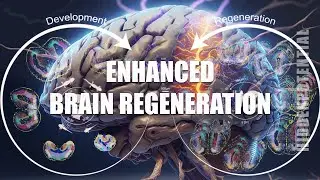 Brain Regeneration and Optimization (Energetically Programmed Audio)