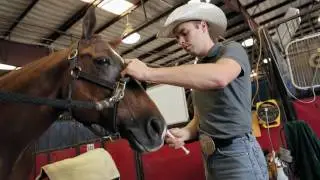 How to Give Your Horse Oral Paste Meds &ndash; Step-by-Step Guide to Giving Your Horse Oral Medication.