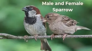 Male and Female Sparrow | House Sparrow Male and Female