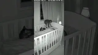 Loyal Cat Defends Sleeping Baby From Monkey! 🐈