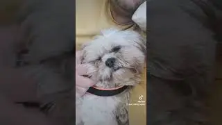 &scaron;minkerica Zara odmah na sofu ❤️❤️🐾