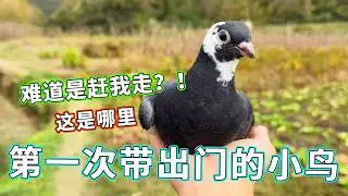 第一次出来表现不错啊，这鸽子好看吗 ，简直太灵了！【天下一场梦】