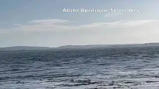 SN Shark Alisha5   SD 480p